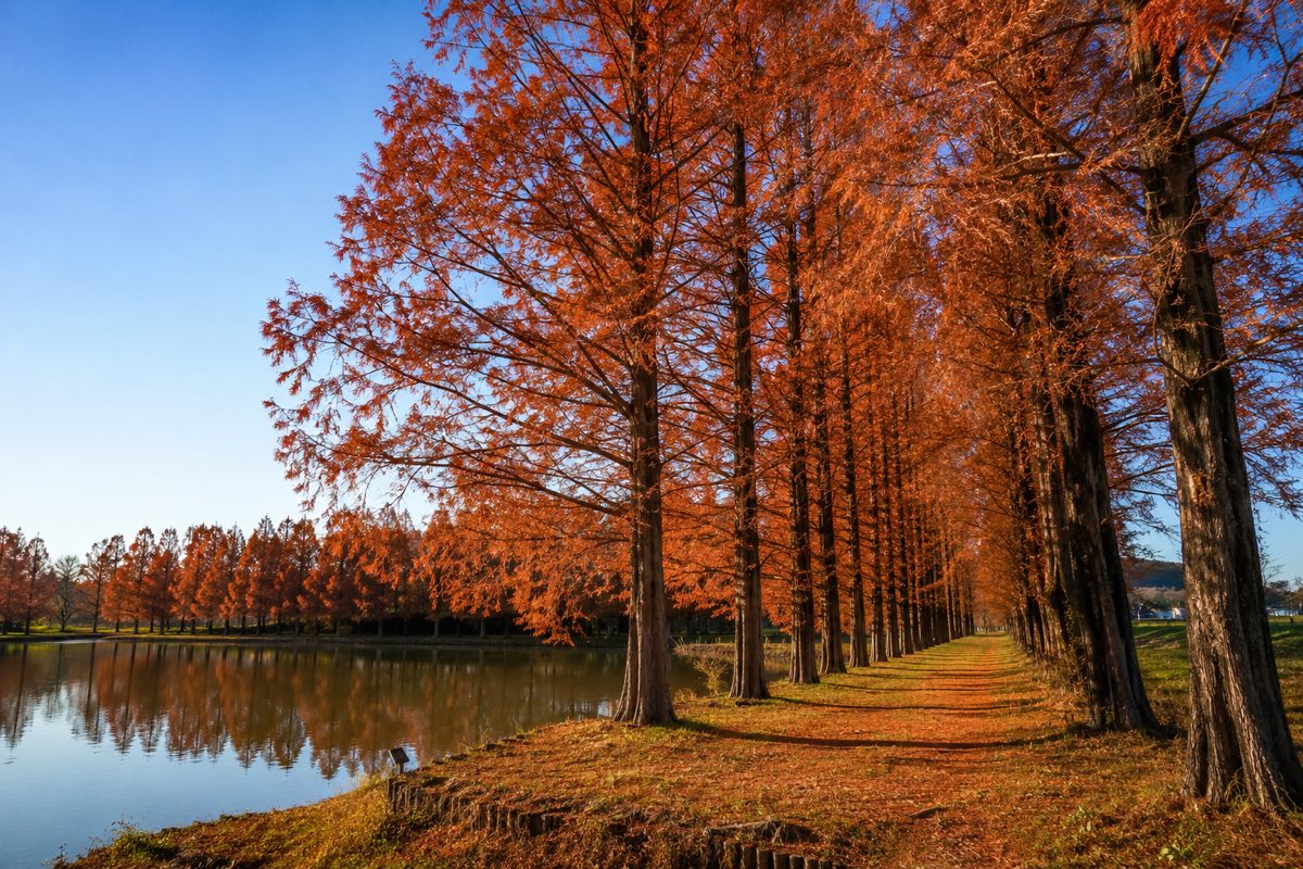 Tokyo Autumn Leaves 2026: Peak Dates for Every Major Spot