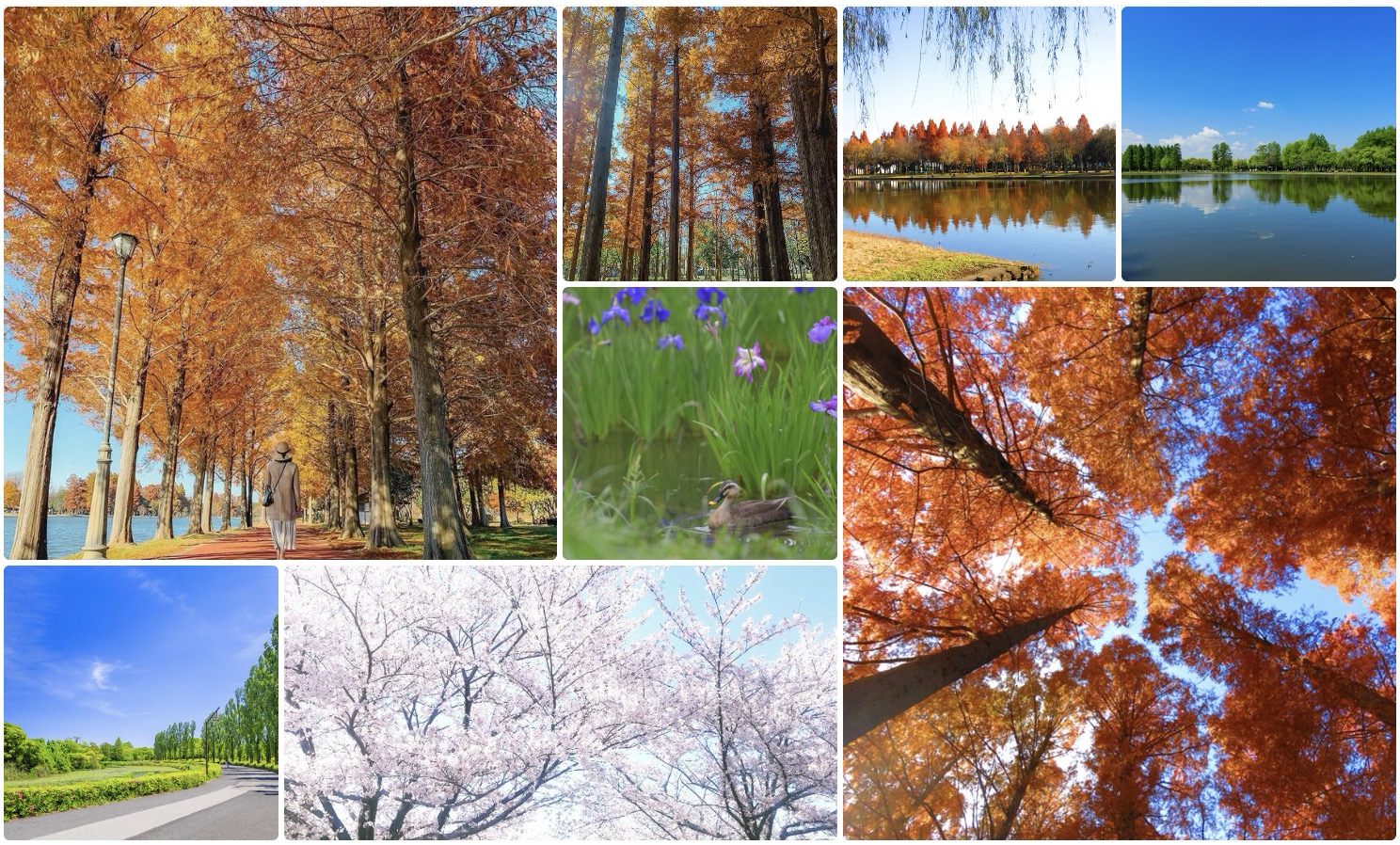 Mizumoto Park Tokyo four seasons - metasequoia autumn, iris garden, cherry blossoms