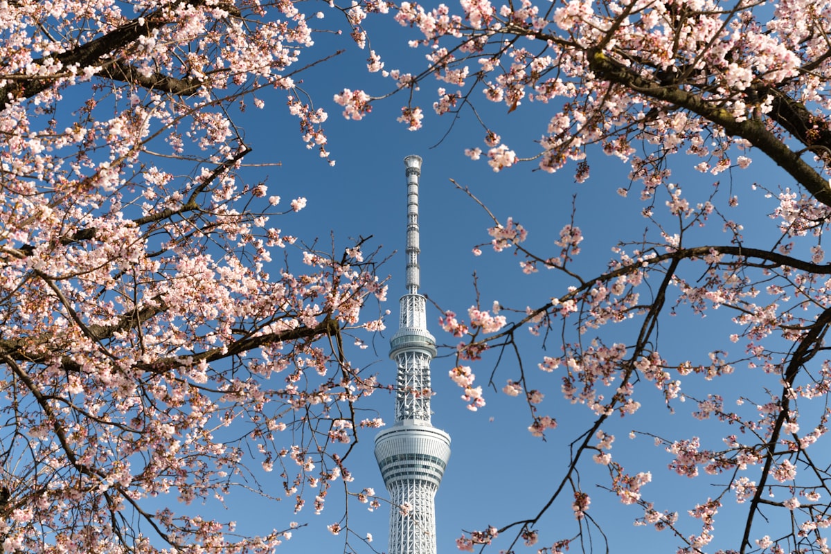 Tokyo Skytree tower view from Sumida River
